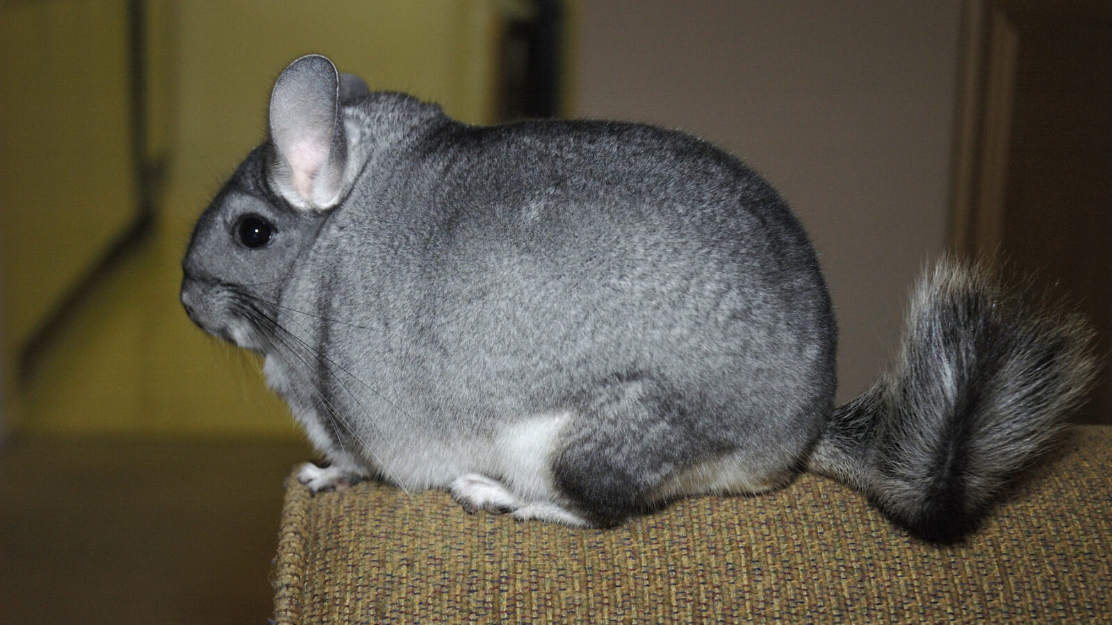 Chinchilla