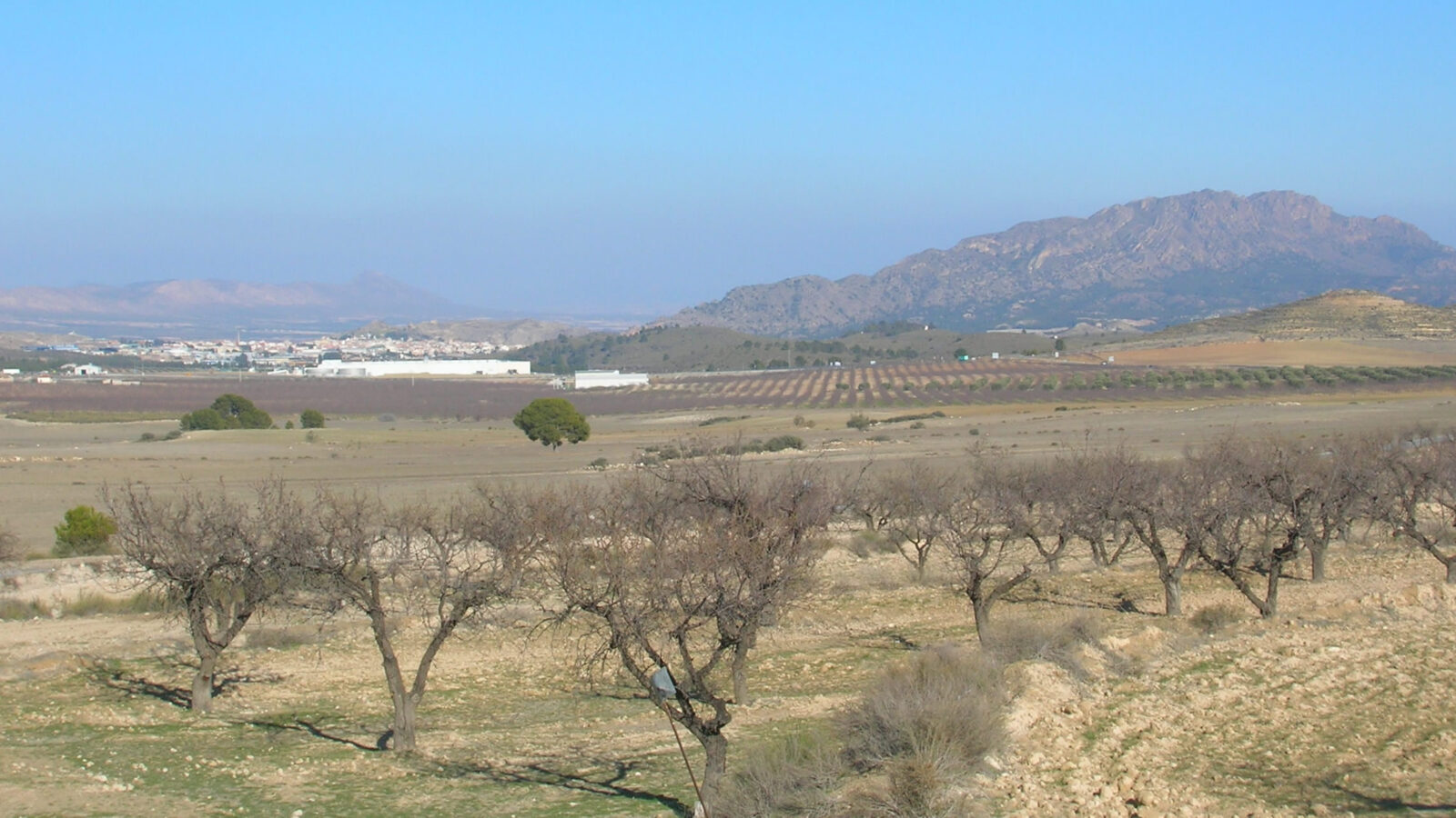 Calasparra